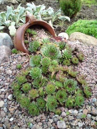 Суккуленты для сада