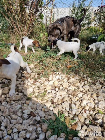 Фокстерьер