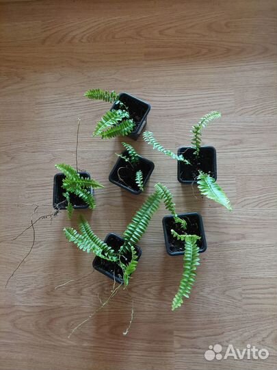 Папоротник 