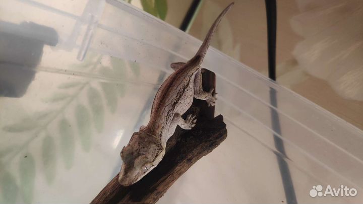 Ушастые бананоеды