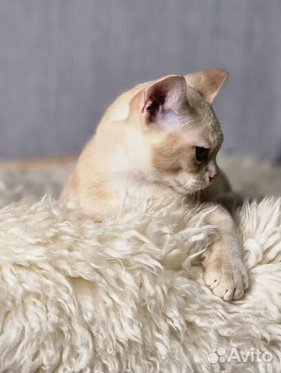 Бурманские котята