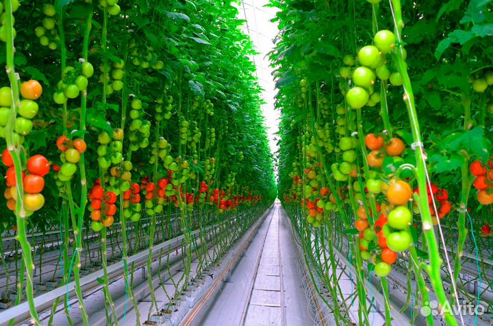 Фасовщица овощей в теплицу (вахта /питание)