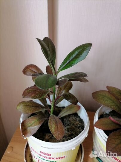 Синадениум