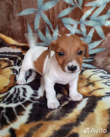 Джек рассел терьер щенки