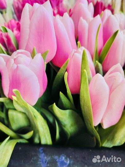 Тюльпаны к 8 марта доставка