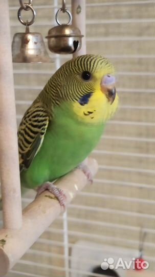 Птенец волнистого попугая