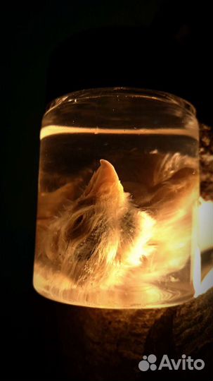 Птенцы в баночках