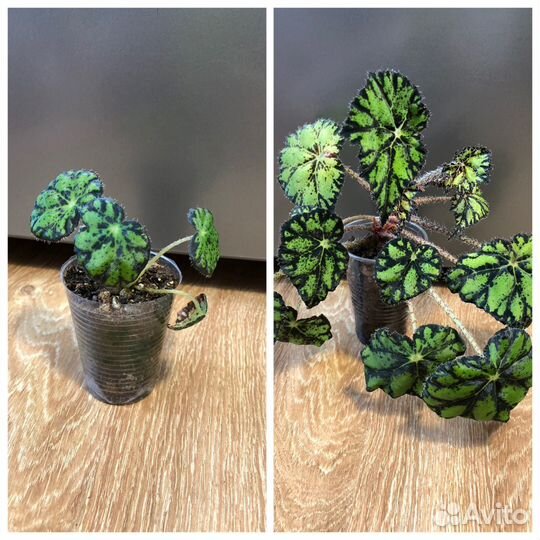 Комнатные растения