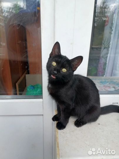 Котёнок в добрые руки