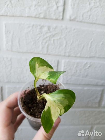 Эпипремнум набор