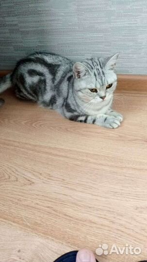 Кошка в дар бесплатно