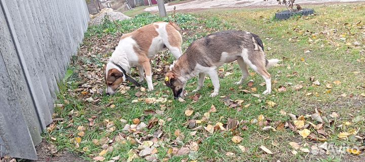 Собака в добрые руки маленькая порода