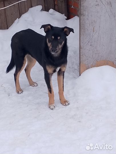 Щенок мальчик