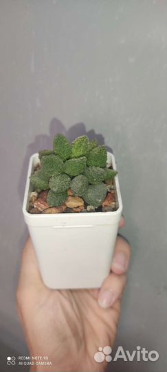 Адромискусы