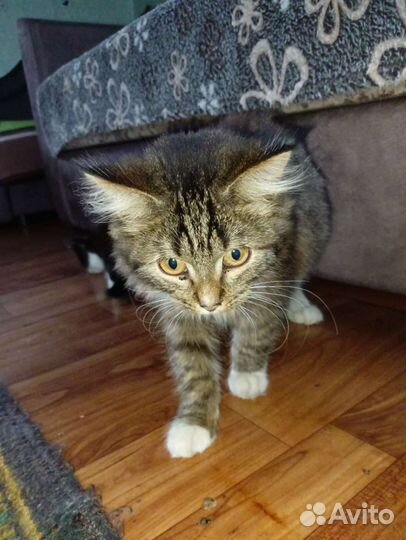 Кошка в дар бесплатно