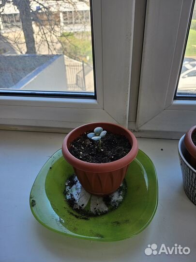 Комнатные цветы бесплатно