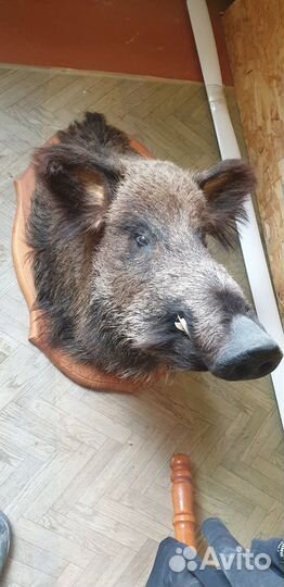 Чучело кабана