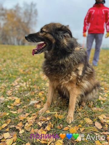 Собака бесплатно