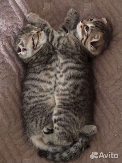 Папа полу бенгал/британец мама полу британка/скот