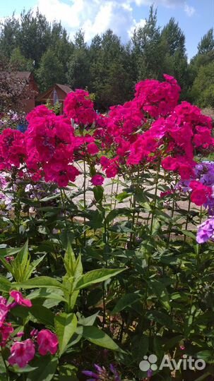 Флоксы многолетние сортовые