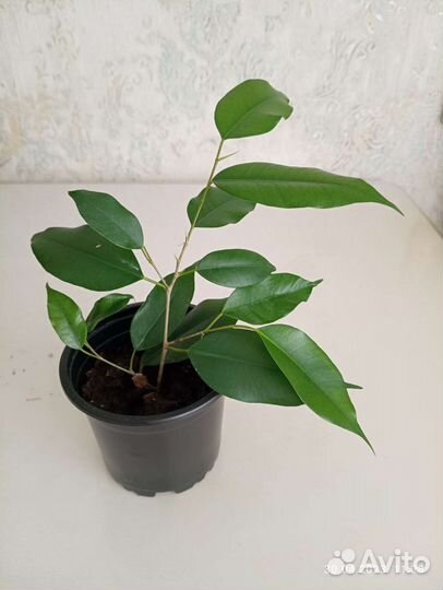 Фикус бенджамина