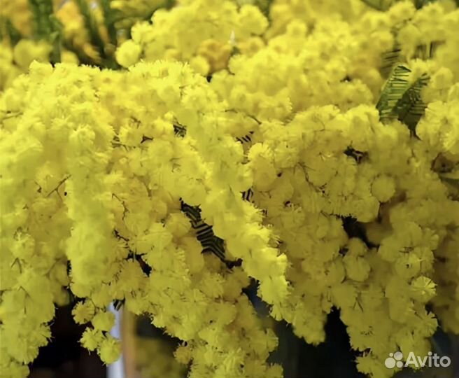 Мимоза СПб, коробками