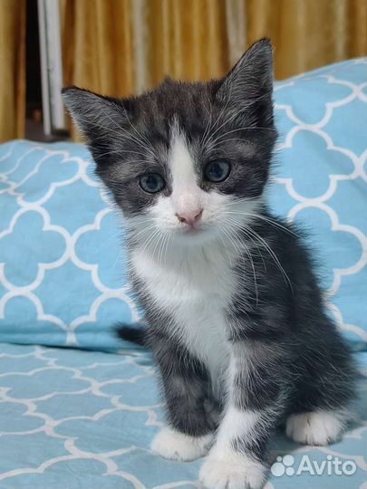 Котенок в добрые руки