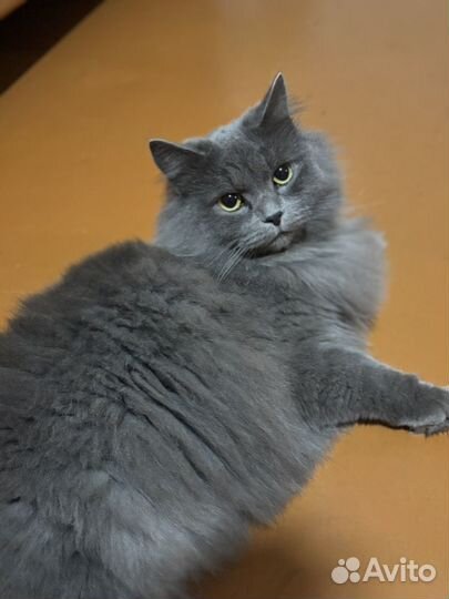 Отдам кота Сибирской породы мальчик