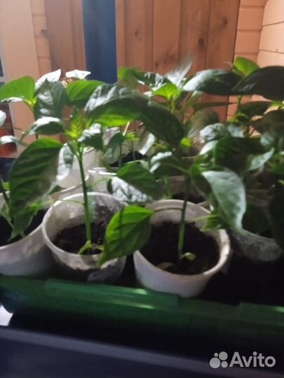 Рассада помидор