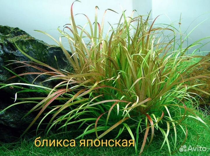 Аквариумные растения