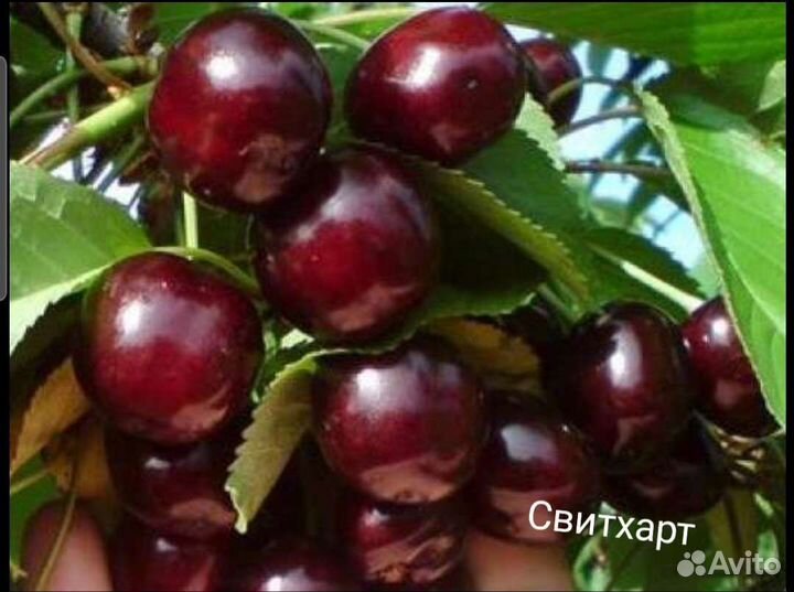 Черешня саженцы