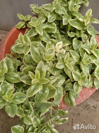 Олеандр махровый,эониум