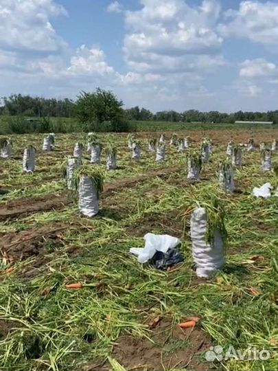 Морковь крупная