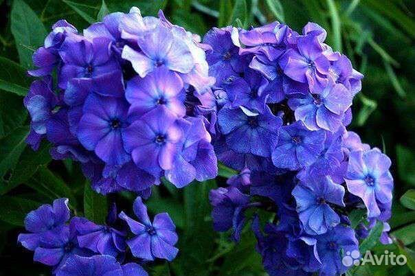 Флокс Блю Парадайс