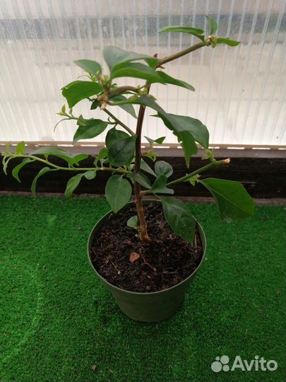 Бугенвилия сансервилия фикусы пеларгонии