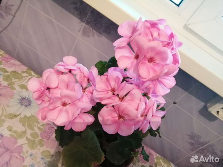 Пеларгония герань