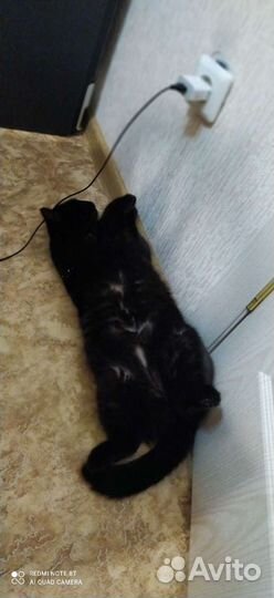 Кошки