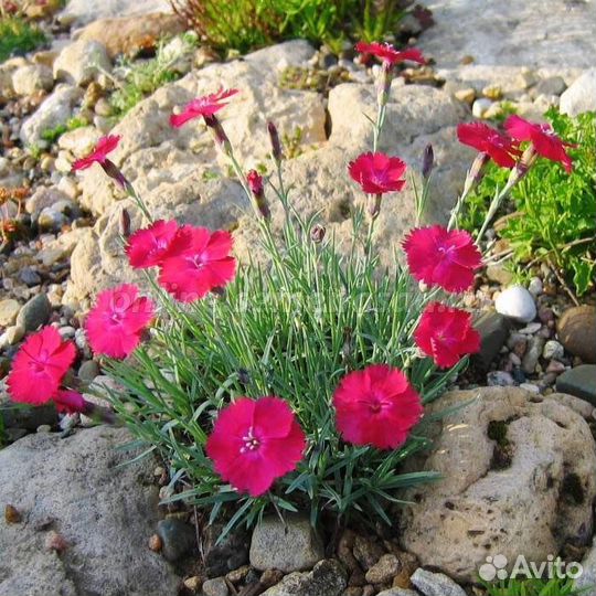 Гвоздика травянка почвопокровная