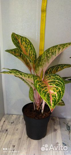 Муррая и др