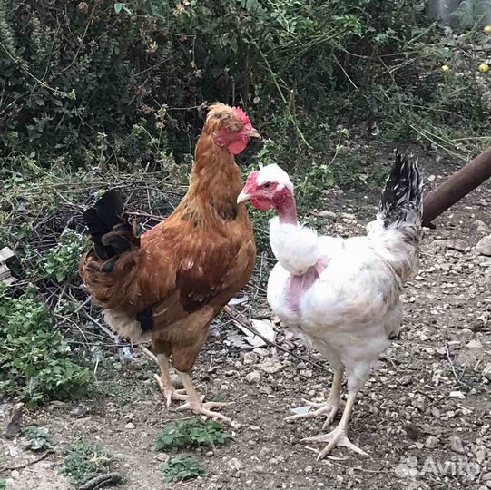 Петухи породы 
