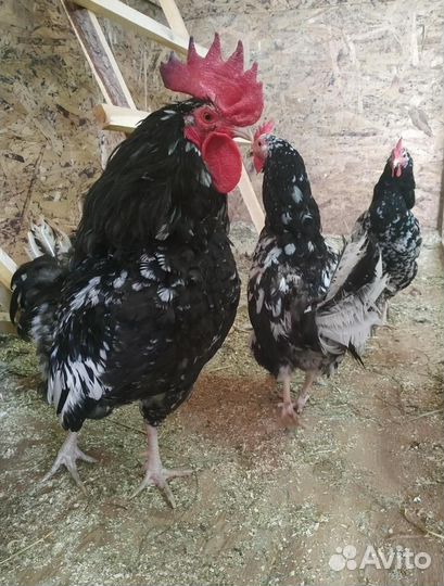 Петух Джерси