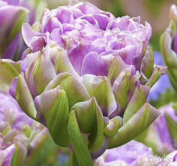 Тюльпаны Нарцисы