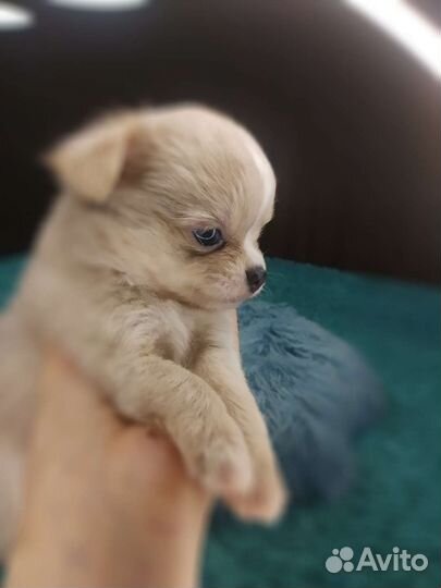 Чихуахуа.Шикарный мальчик