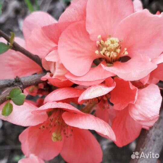 Кустарник айва (хеномелес) японская