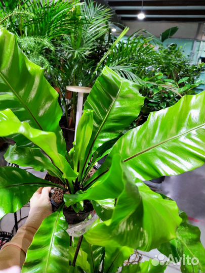 Асплениум Нидус