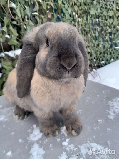 Кролики породы Французский баран и Рекс