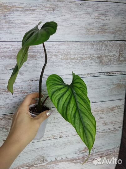 Филодендрон, сциндапсус, спатифиллум Sanny sails