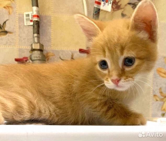 Рыжие малыши в добрые руки