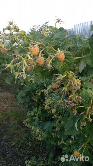 Саженцы плодовых деревьев