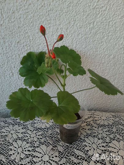 Пеларгонии (герани) разных сортов